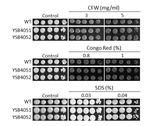 Cell wall stress phenotype