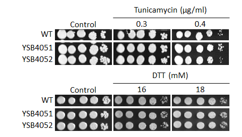 ER stress phenotype