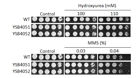 Genotoxic stress phenotype