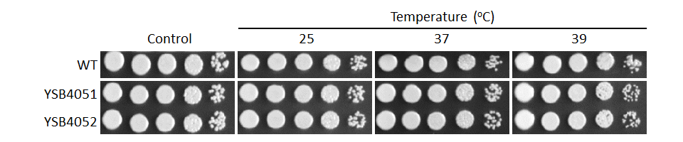 Growth phenotype
