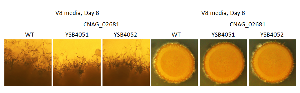 Mating phenotype