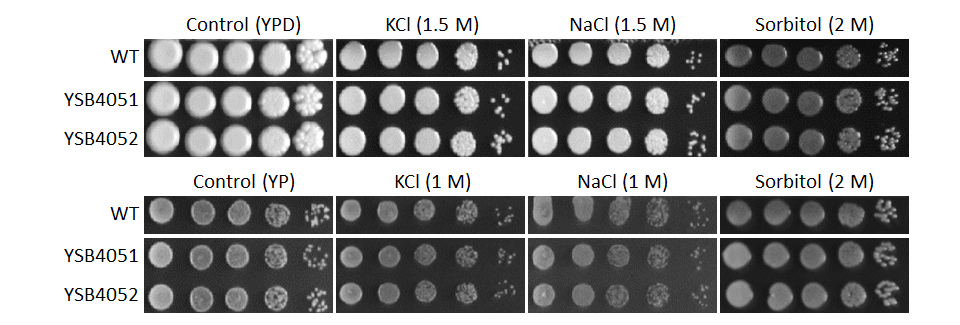 Osmotic stress phenotype