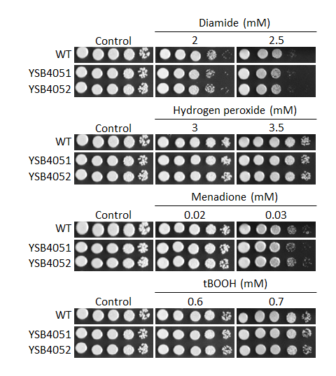 Oxidative stress phenotype