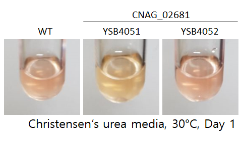Urease phenotype