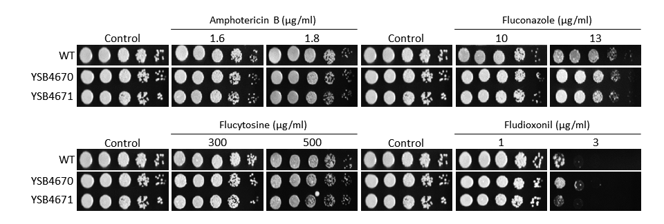 Antifungal drug susceptibility