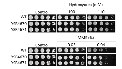 Genotoxic stress phenotype