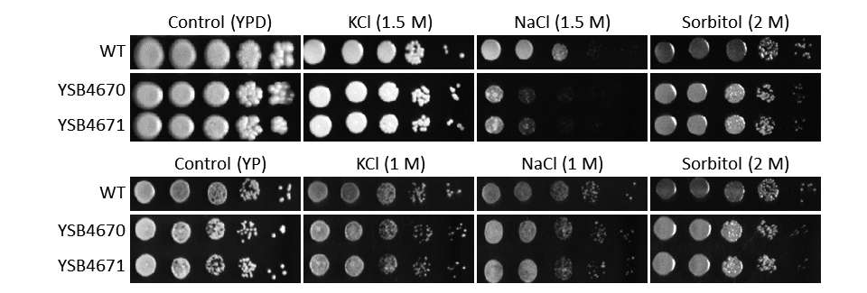 Osmotic stress phenotype