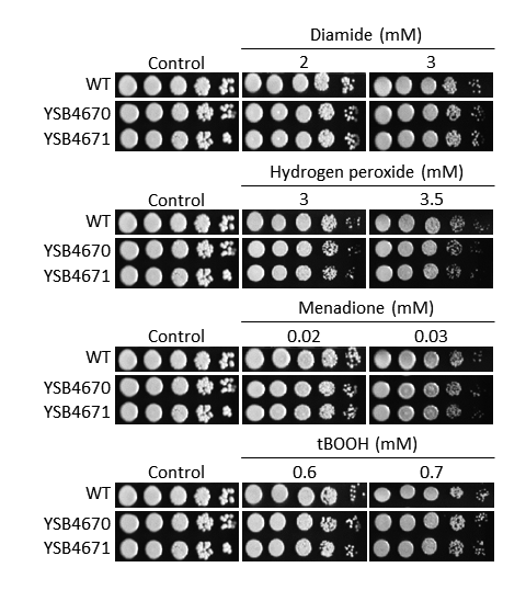 Oxidative stress phenotype