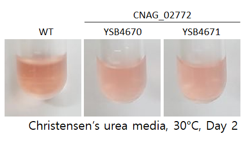 Urease phenotype