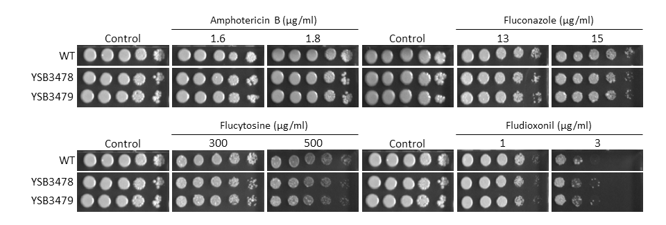 Antifungal drug susceptibility