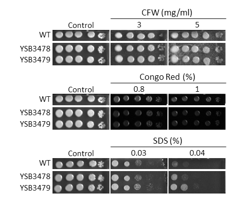 Cell wall stress phenotype