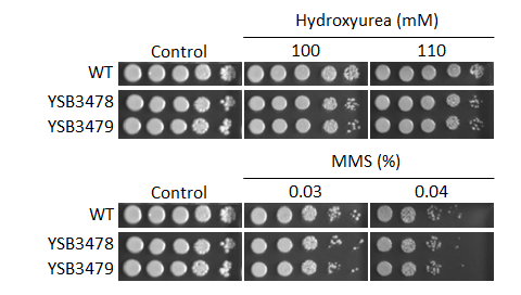 Genotoxic stress phenotype