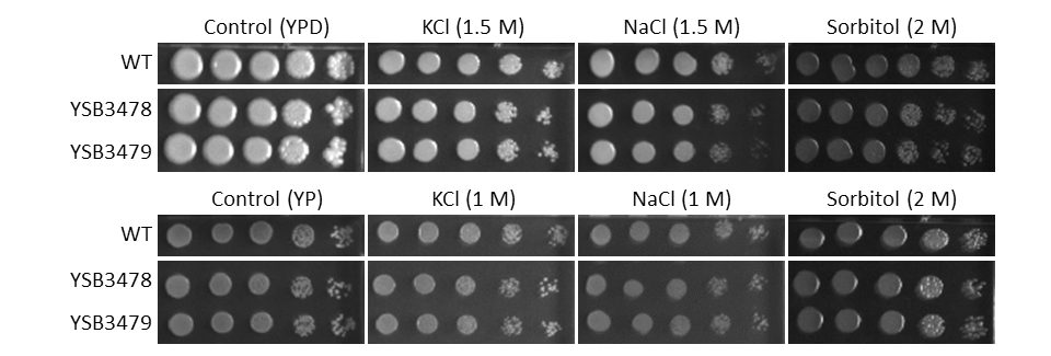 Osmotic stress phenotype