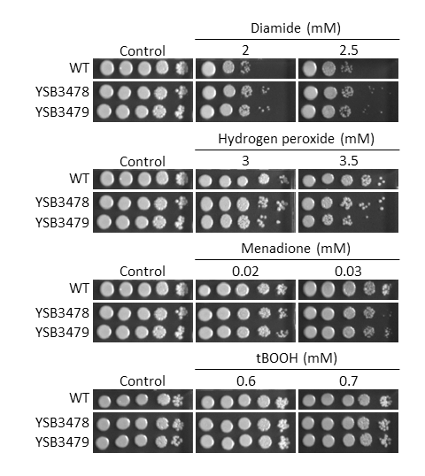 Oxidative stress phenotype