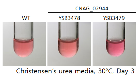 Urease phenotype