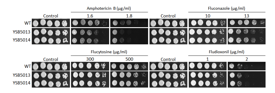 Antifungal drug susceptibility