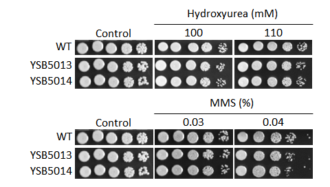 Genotoxic stress phenotype