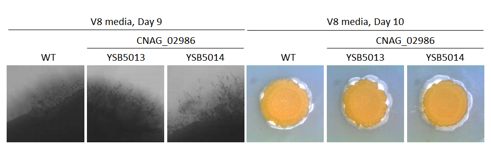 Mating phenotype
