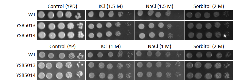 Osmotic stress phenotype