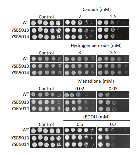 Oxidative stress phenotype