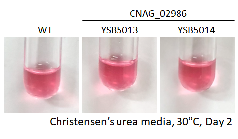 Urease phenotype