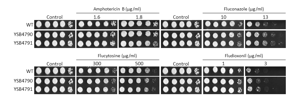 Antifungal drug susceptibility