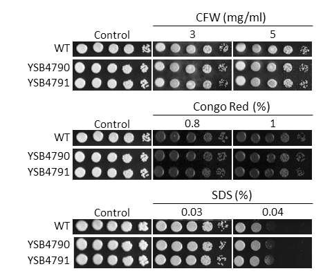 Cell wall stress phenotype