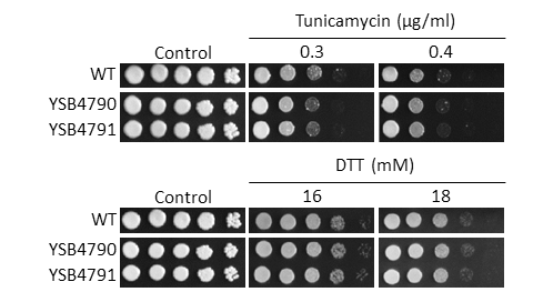 ER stress phenotype