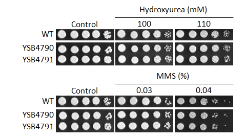 Genotoxic stress phenotype