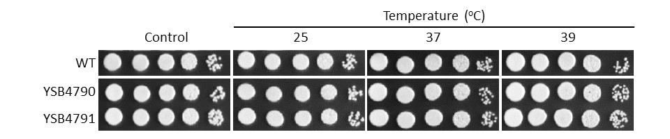 Growth phenotype
