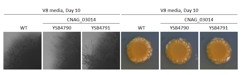Mating phenotype