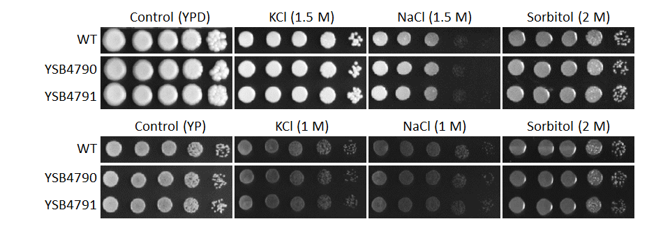 Osmotic stress phenotype