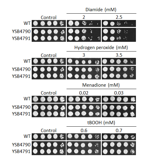 Oxidative stress phenotype