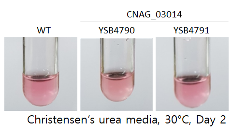 Urease phenotype