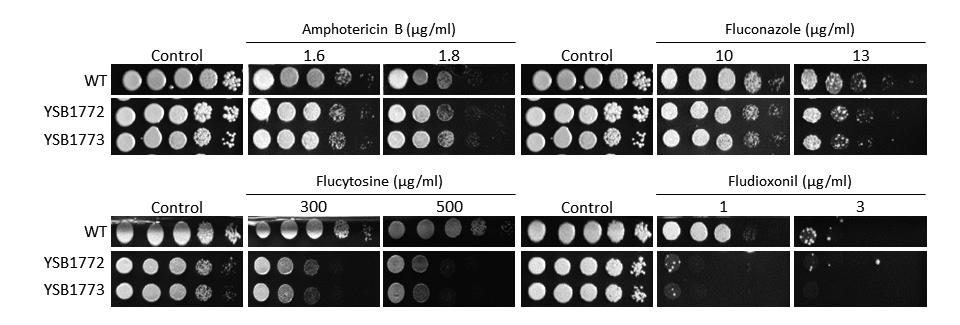 Antifungal drug susceptibility