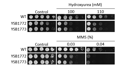 Genotoxic stress phenotype