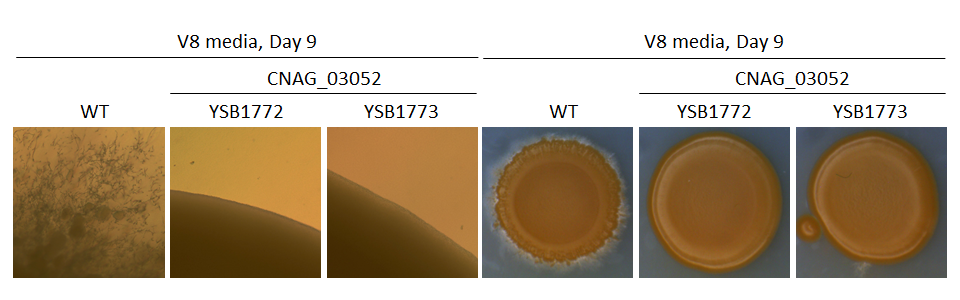 Mating phenotype