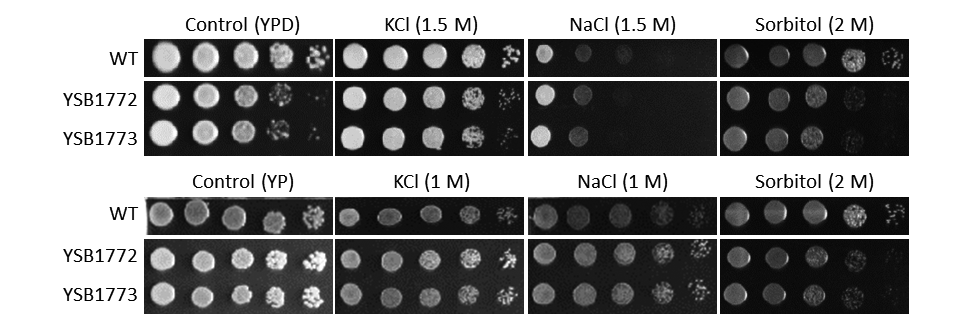 Osmotic stress phenotype