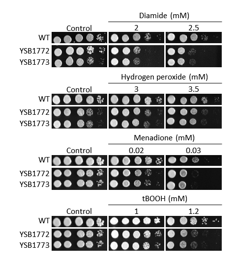 Oxidative stress phenotype