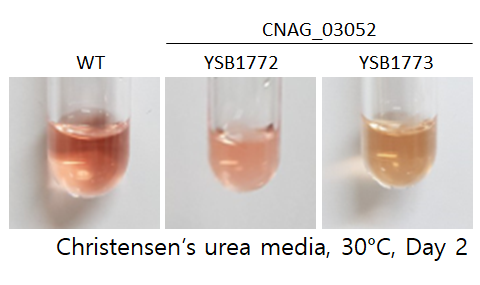 Urease phenotype
