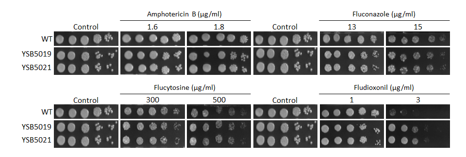 Antifungal drug susceptibility