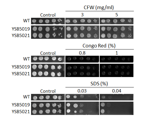 Cell wall stress phenotype