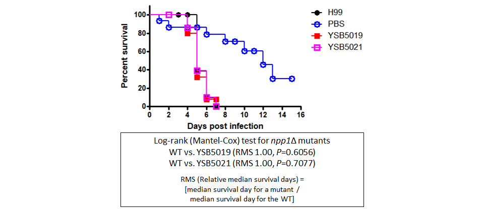 Galleria mellonella virulence data