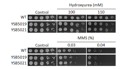 Genotoxic stress phenotype