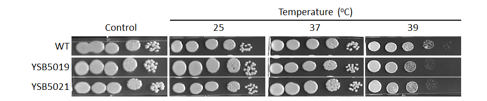 Growth phenotype