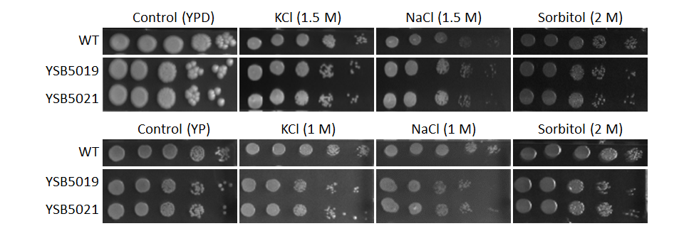 Osmotic stress phenotype