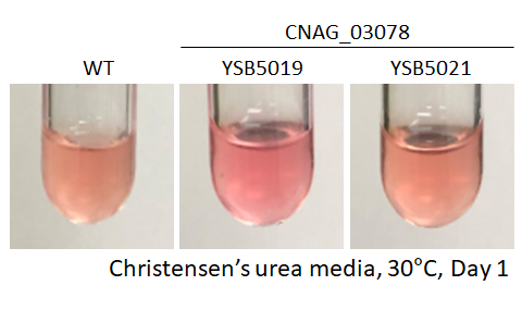 Urease phenotype