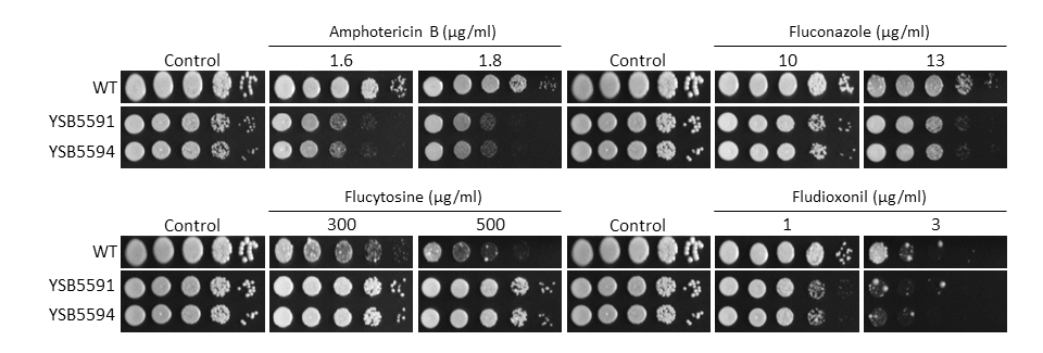 Antifungal drug susceptibility