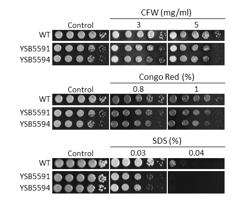 Cell wall stress phenotype