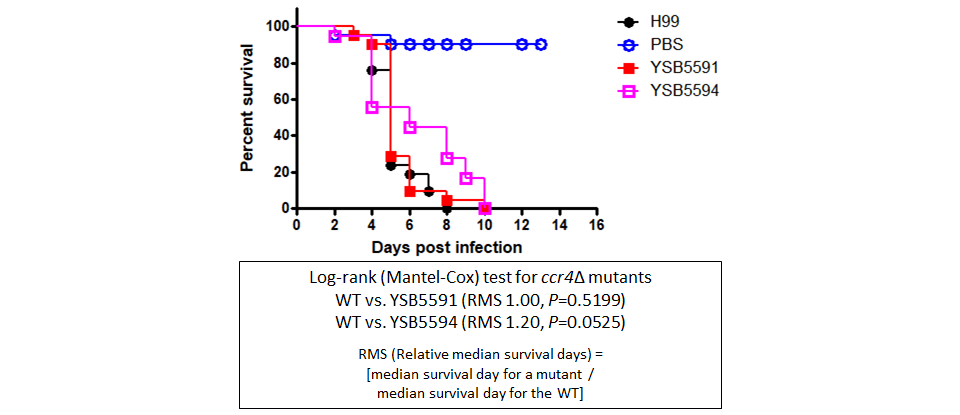 Galleria mellonella virulence data